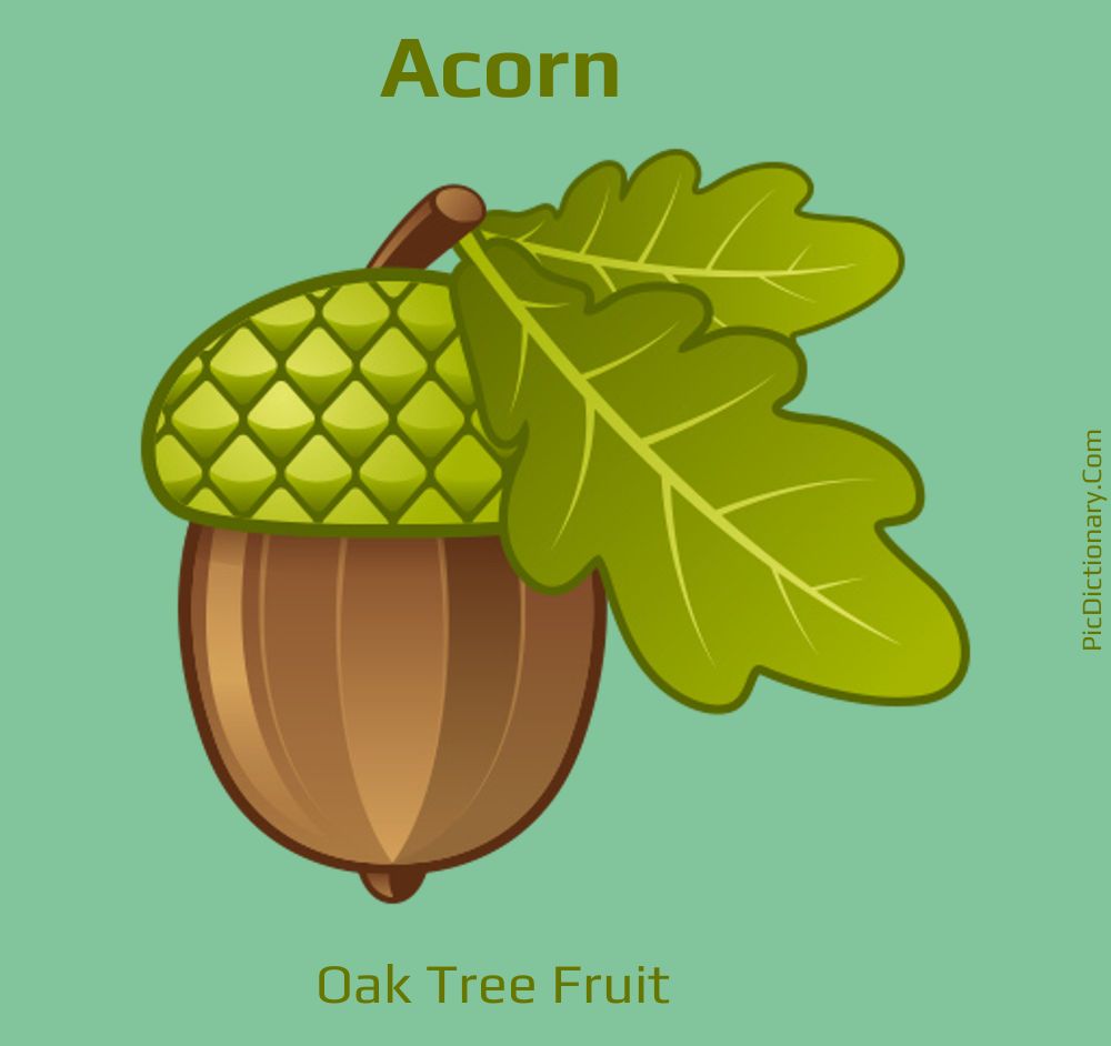 Dictionary meaning of Acorn