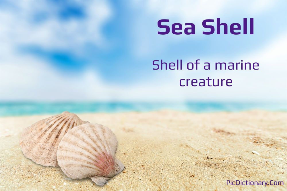 Dictionary meaning of Sea Shell
