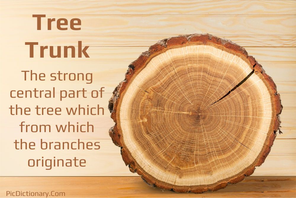 Dictionary meaning of Tree Trunk