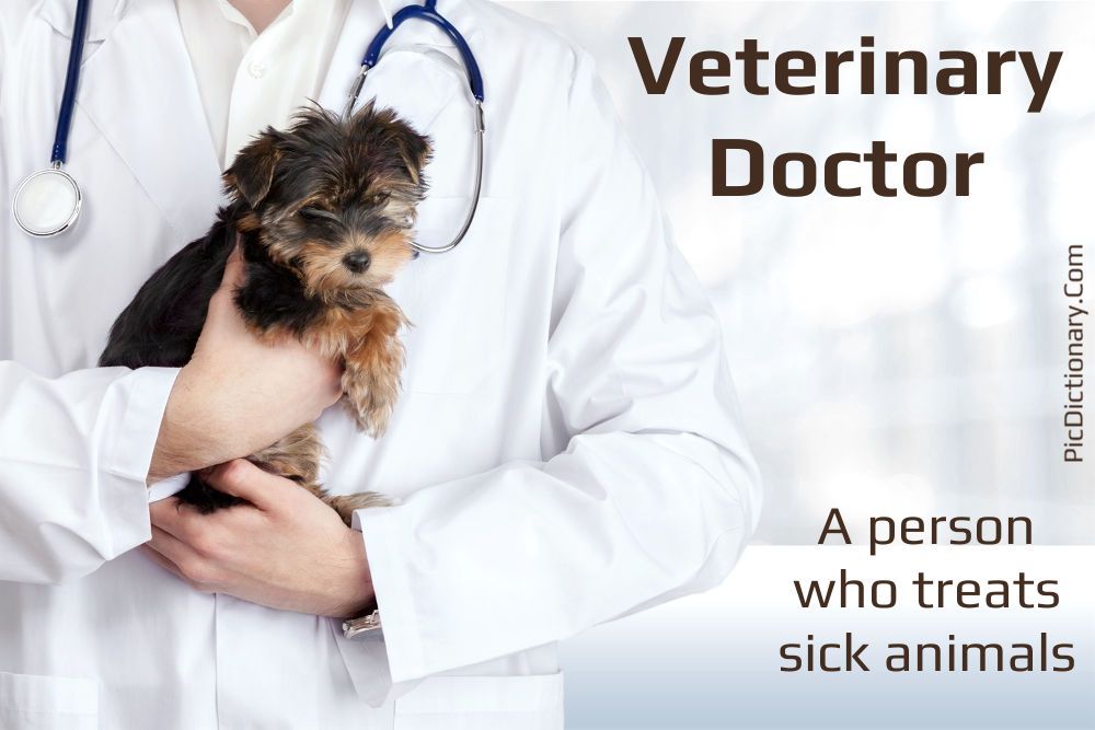 Dictionary meaning of Veterinary Doctor